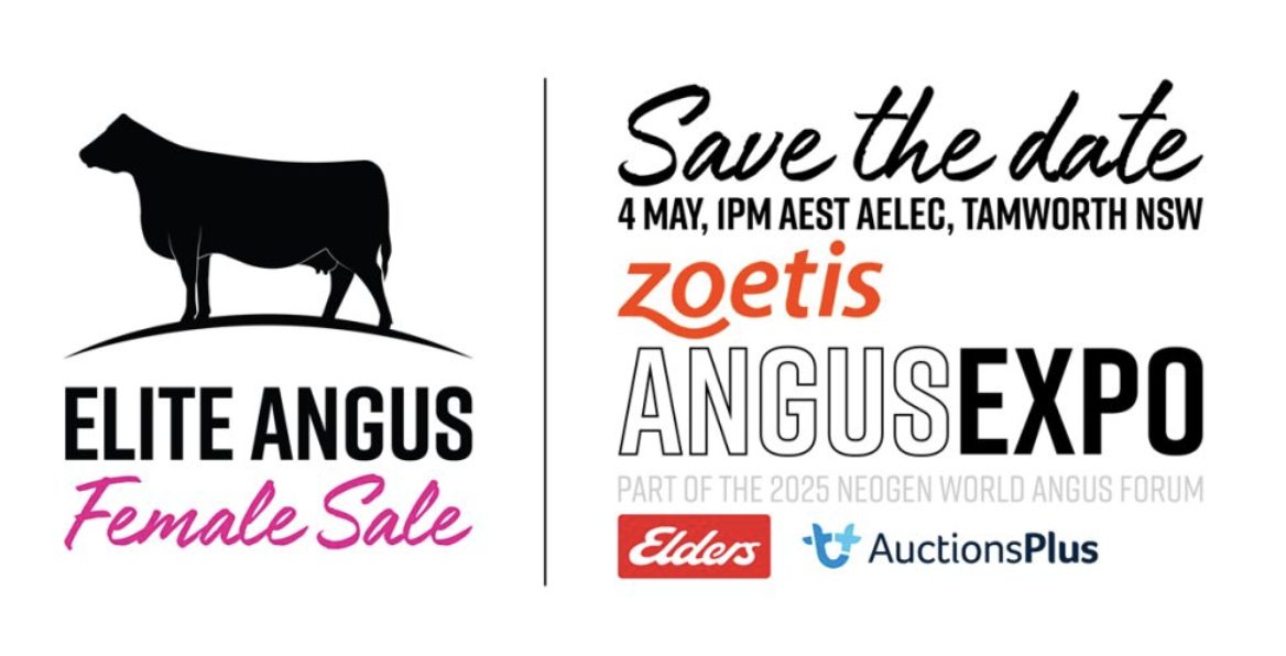 HEART ANGUS - Elite Female Sale - Angus Expo - (Australian Equine and Livestock Events Centre (AELEC))